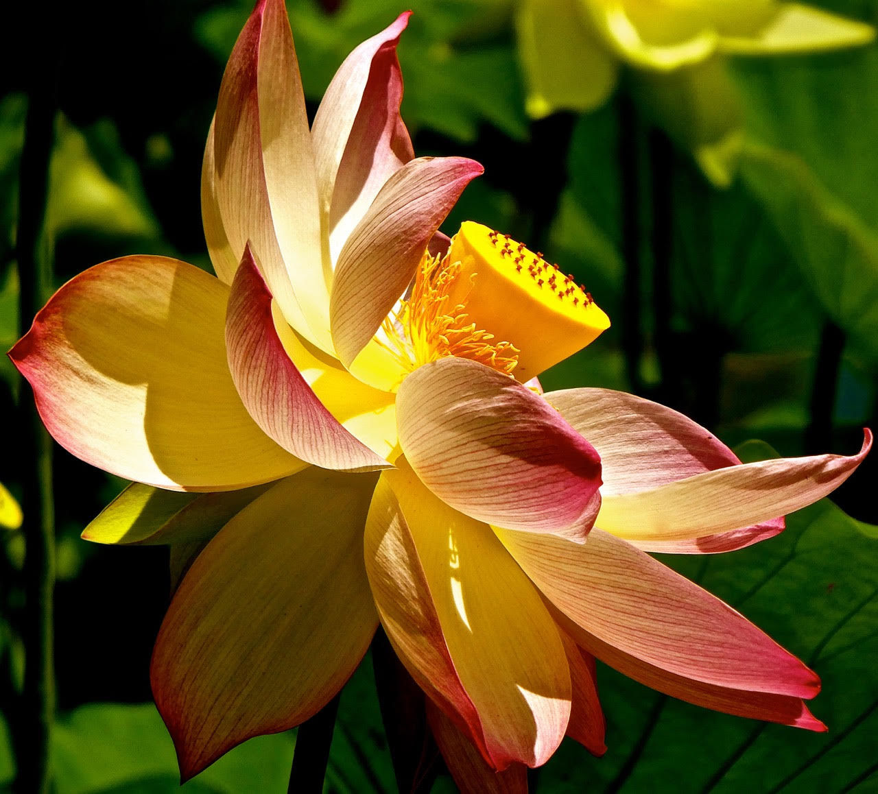June Bloom